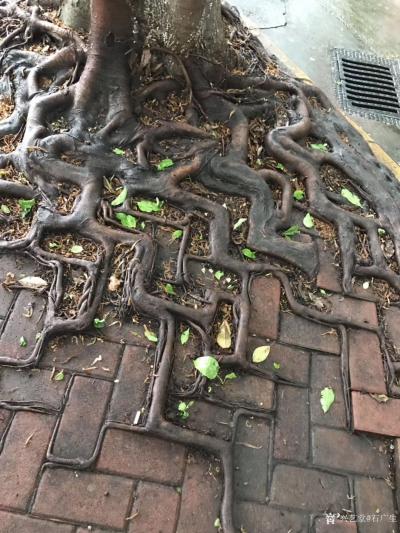 石广生日记-赋诗一首七绝《树根》日间到暨南大学上课，见校道有几棵树，树根沿着人行道砖缝生长，【图1】