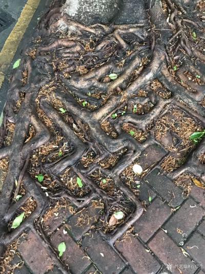 石广生日记-赋诗一首七绝《树根》日间到暨南大学上课，见校道有几棵树，树根沿着人行道砖缝生长，【图3】