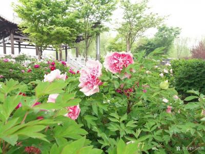 马晓薇日记-阳春三月郊游国画静物写生作品分享
  豆蔻梢头春色浅，新试纱衣，拂袖东风软。红【图5】