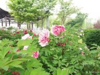 艺术家马晓薇日记:阳春三月郊游国画静物写生作品分享
  豆蔻梢头春色浅，新试【图4】