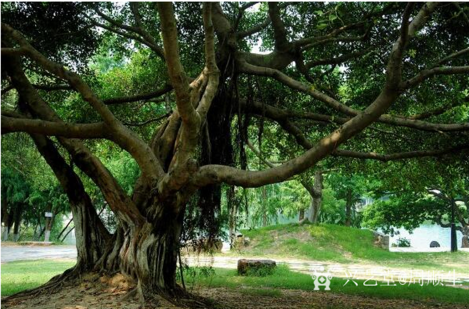 周顺生国画作品《小八尺古榕迎春千秋意》【图1】