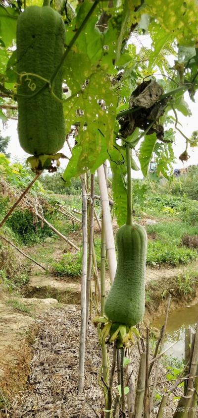 陈子华日记-国画花鸟画《秋思》《蕉荫图》，观秋景有感而创作；
  第一幅作品《秋思》，偶见【图1】
