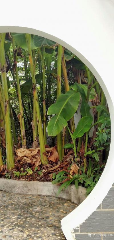 陈子华日记-国画花鸟画《秋思》《蕉荫图》，观秋景有感而创作；
  第一幅作品《秋思》，偶见【图3】