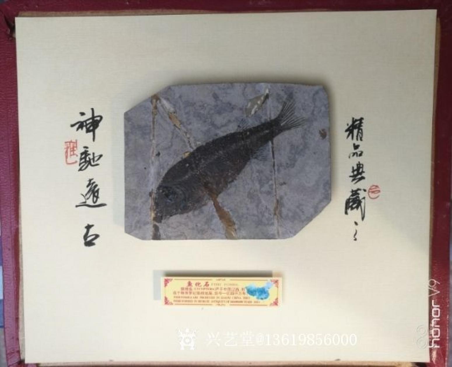 13619856000文玩杂项作品《狼鳍鱼化石》【图0】