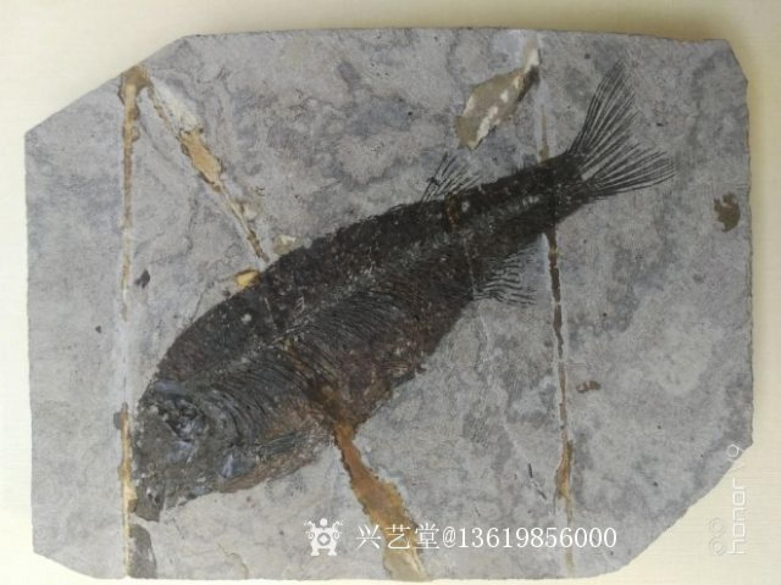 13619856000文玩杂项作品《狼鳍鱼化石》【图1】