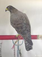 艺术家汪林日记:国画工笔花鸟画《鹰》，题“忆昔呼鹰塞草枯,妖狐狡兔笑谈无。明【图1】