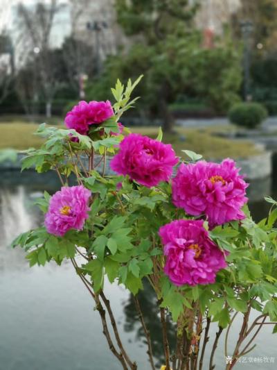 杨牧青日记-唯有牡丹真国色，洛阳一醉君王乐。写生的目的就是在对景生情中把生的意写出来。但是，【图2】