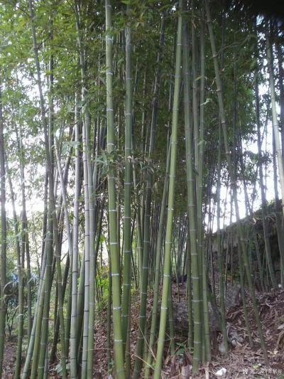 董献省生活-写生随拍【图1】