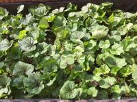 艺术家刘应雄生活:亚洲、非洲纪行结束，2月3日从埃及开罗最后一架回中国的飞机飞【图1】