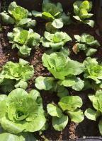 艺术家刘应雄生活:亚洲、非洲纪行结束，2月3日从埃及开罗最后一架回中国的飞机飞【图2】