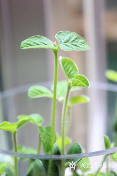 周周日记-家庭拥有字画，在儿童对艺术的认知和探索期，具有重要作用。很多艺术家，不仅仅是书画【图1】