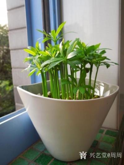 周周日记-字画收藏虽然能够怡情养性，装饰美化环境，营造营造文化气息彰显内涵等功能，但最重要【图1】