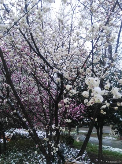 荆古轩日记-疫情过后总有日，梅雪竞放满园春;
非常时期居家中，返乡江汉抗疫情，疫情过后总有【图4】