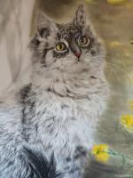 艺术家罗虹明日记:国画花鸟画《招财猫》春意盎然。尺寸四尺整张，标价400。【图3】