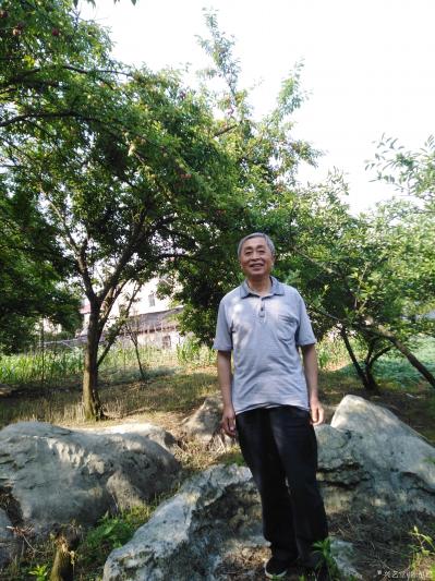 陈祖松生活-李子红了味道甜。【图2】