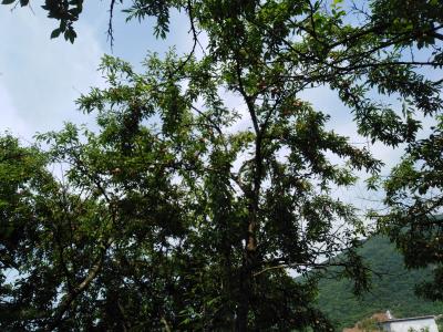 陈祖松生活-李子红了味道甜。【图8】