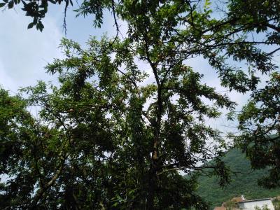 陈祖松生活-李子红了味道甜。【图9】