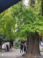 艺术家徐家康收藏:扬州八怪纪念馆之所以选择位于驼铃巷的西方寺，只因后院是金农晚【图3】