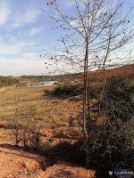 艺术家邓烈根日记:奉新山里速写作品《村边闲地也生机》；
奉新山里红土地，纯净【图0】