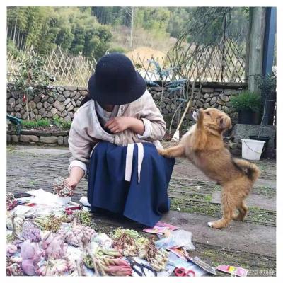 刘晓宁生活-浙江省漫画协会在陶总的带领下来石舍采风，对这里的风景风俗赞叹不已。
一点一滴，【图4】