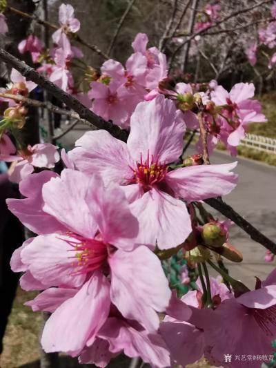 杨牧青日记-三晋行一一和智库专家悠然先生七绝《春老》之次韵
杨牧青
2021.4.18
【图1】