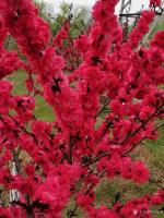 艺术家杨牧青日记:三晋行一一和智库专家悠然先生七绝《春老》之次韵
杨牧青
【图2】