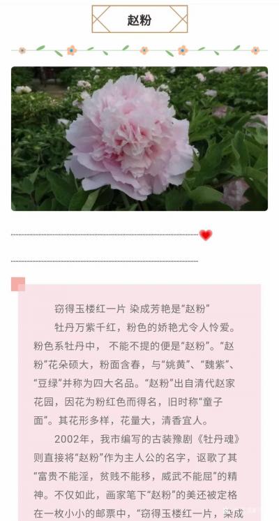 马晓薇日记-花卉写生工笔画牡丹十二品——赵粉，网课示范作品。【图4】