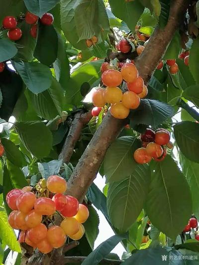 尚建国生活-洪庆国家森林清静幽香，是天然的氧吧！我们今天在深谷暗峽中曾碰到数群每周都来趟吸氧【图2】