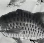 冯增木日志-国画鱼小品画一一鱼鳞的几种表现形式；
作品名称《乐在江湖》【图2】