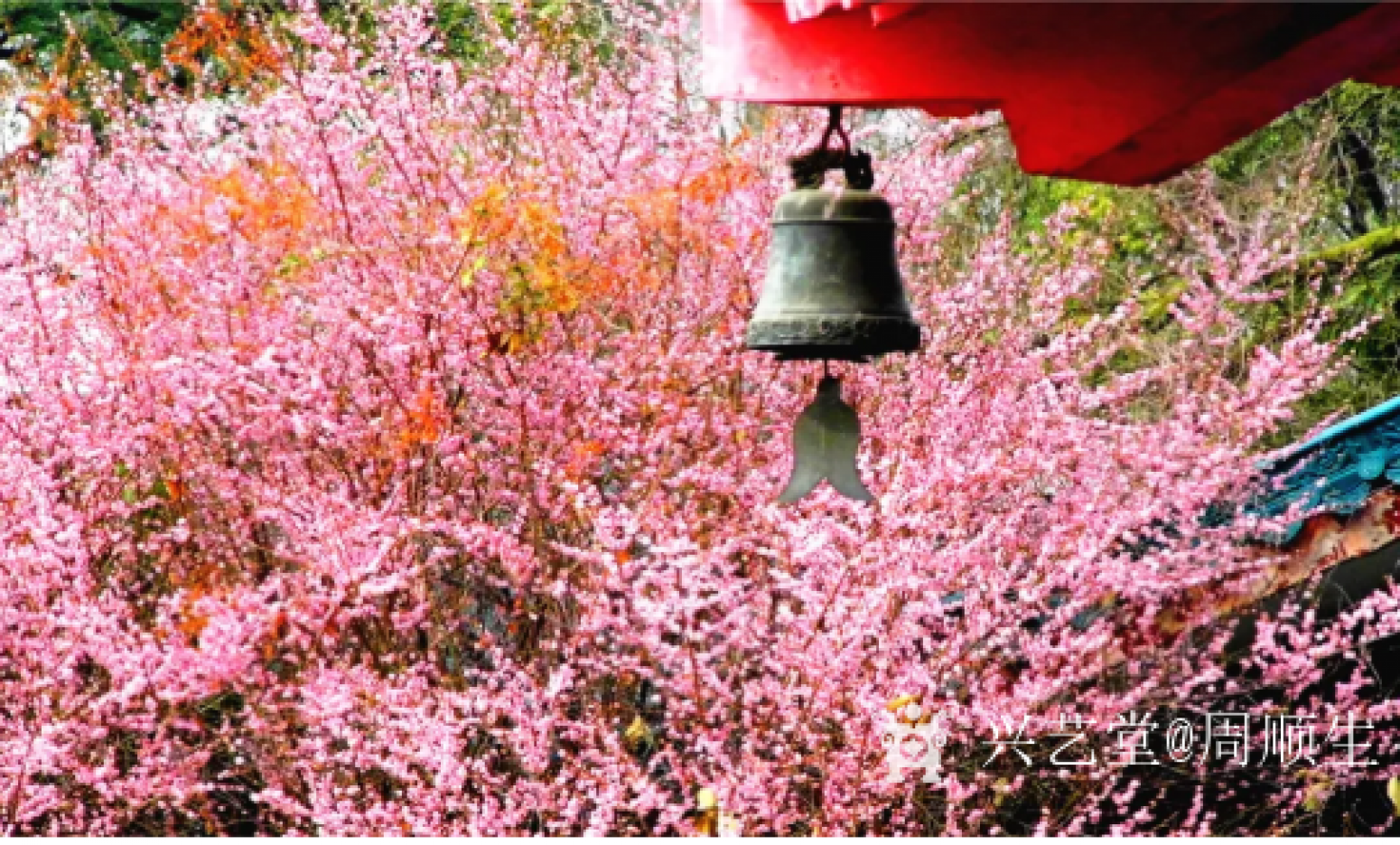 周顺生国画作品《四尺月桂钟楼欣赏》【图3】