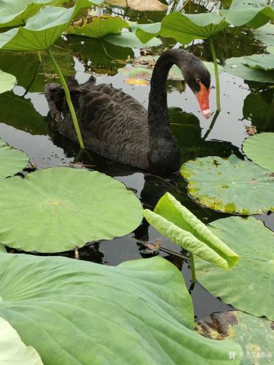 雅涵一一主人凤喜生活-参加北京大骞书画研习社大型厅堂花鸟画实战班研习，圆明园写生等留影。
还有甘肃临【图7】