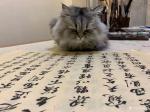 石广生日志-猫大师望着练字手稿端详了半天，默不作声，没有表态。看来是退步【图2】