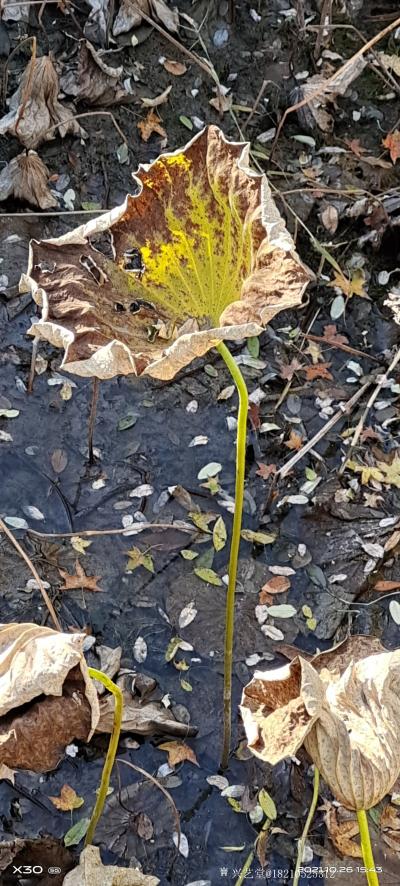 书画家韩星雨日记-荷塘
我打小就喜欢荷塘，尤其从学画开始至今，每年的夏天，总是去寻找有荷花的水塘【图1】