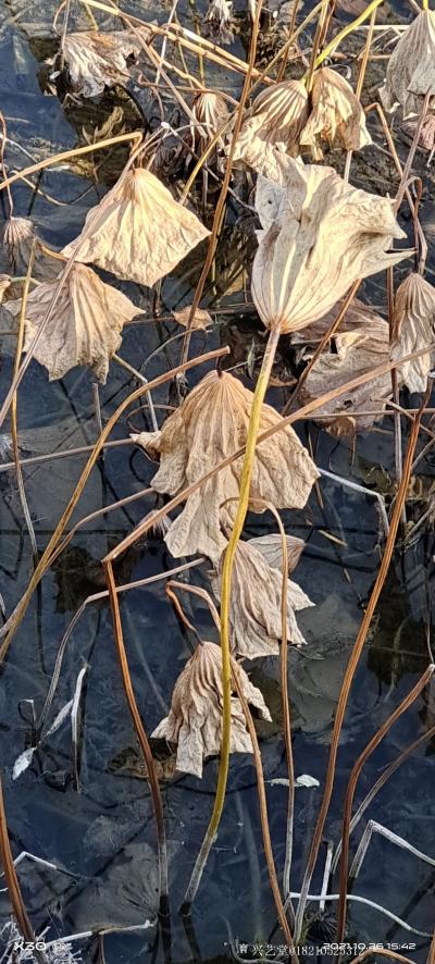 书画家韩星雨日记-荷塘
我打小就喜欢荷塘，尤其从学画开始至今，每年的夏天，总是去寻找有荷花的水塘【图3】
