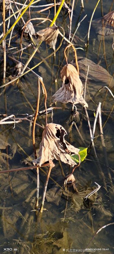 书画家韩星雨日记-荷塘
我打小就喜欢荷塘，尤其从学画开始至今，每年的夏天，总是去寻找有荷花的水塘【图6】