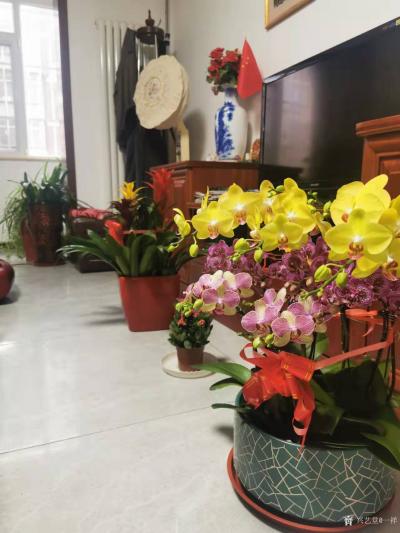 马一祥日记-腊月寒冬花移此，佳节未到室先春。昨天晚上给母亲家买了两盆花，布置一下。（附清晨随【图1】