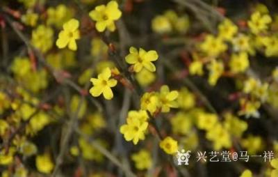 马一祥日记-笑脸盈盈金灿灿，喜成六瓣报春欢；何人不爱花中宠，丛里深蹲留照片。自作诗一首《迎春【图2】