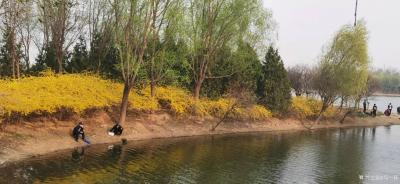 马一祥日记-次第花开，候鸟归来，悠悠我心，岸边闲拍......【图1】