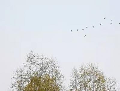 马一祥日记-次第花开，候鸟归来，悠悠我心，岸边闲拍......【图2】