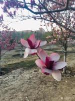 艺术家马一祥日记:梅花沁心脾，玉兰香人衣;路转石桥处，桃红两岸堤。清晨健步滨河【图1】