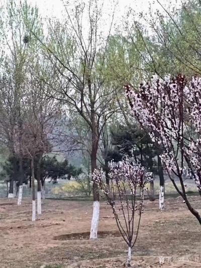 马一祥日记-梅花沁心脾，玉兰香人衣;路转石桥处，桃红两岸堤。清晨健步滨河公园诗一首。（最后一【图3】