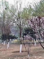 艺术家马一祥日记:梅花沁心脾，玉兰香人衣;路转石桥处，桃红两岸堤。清晨健步滨河【图2】