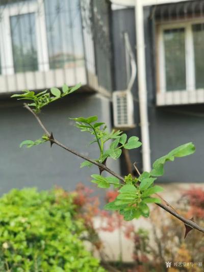 马一祥日记-春日发牙未见花，俯身近嗅味香麻；何年伊始餐桌上，堪比香椿乐酒家。《花椒芽》一祥作【图2】
