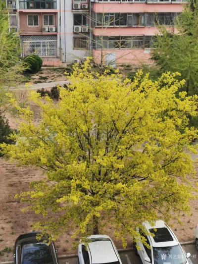 马一祥日记-这是枫树吗？原来春天的枫树也这么美呀！——只识秋日枫叶美，不认春来黄花谁，气性平【图4】