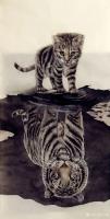 艺术家艾大伟日记:艾大伟国画动物画幼虎系列作品《我也是老虎一枚》《萌虎》，作品【图0】