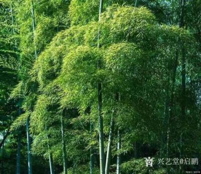 启鹏日记-《竹》春临嫩笋怒发，夏来翠波荡漾。秋至倩影摇曳，冬达傲然挺立。
郑板桥是清代“【图1】