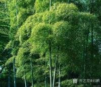 艺术家启鹏日记:《竹》春临嫩笋怒发，夏来翠波荡漾。秋至倩影摇曳，冬达傲然挺立【图0】