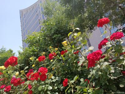 杨牧青日记-将来这一句“实证了我国百万年的人类史、一万年的文化史、五千多年的文明史。”修改为【图1】