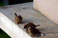 艺术家马一祥日记:顶楼春日装空调，室外机中筑雀巢；天色出明它叫早，开窗换气把钟【图0】