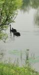 马一祥日志-午后享休闲，滨河遛一圈；石桥路转处，天鹅正湖边。《偶遇》于昨【图1】